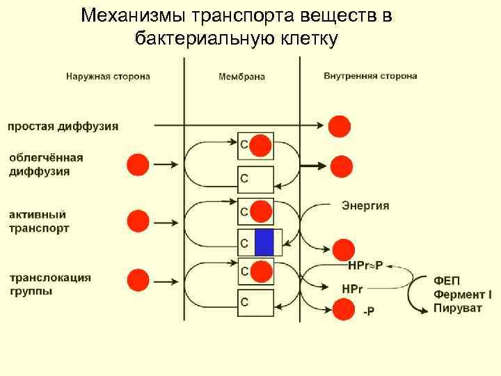 Тип обмена веществ бактерий