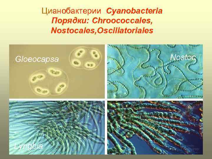 Группы организмов цианобактерии. Глеокапса цианобактерии. Классификация бактерий цианобактерии. Колония цианобактерий строение. Цианобактерии представители.