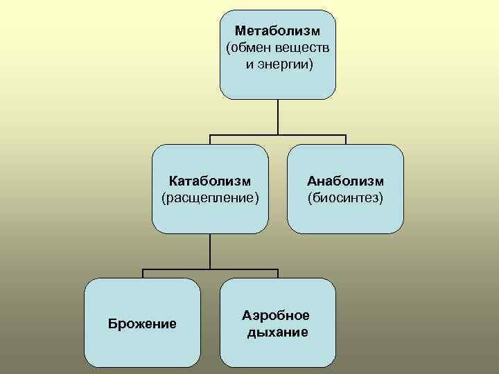 4 энергетический обмен