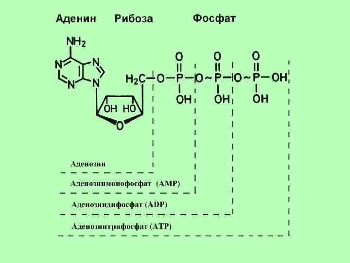 Состав аденозина отражается схемой