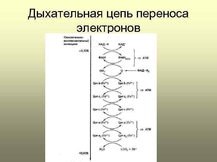 Дыхательная цепь переноса электронов 