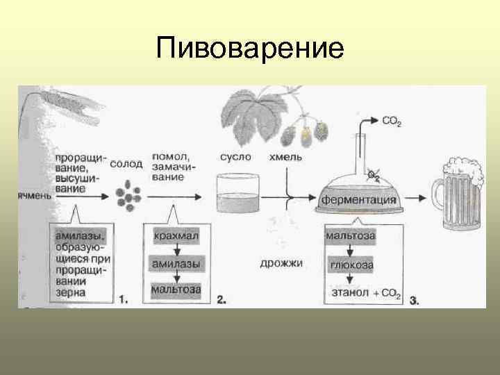 Процесс брожения