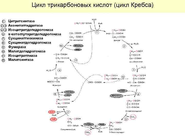 Цикл трикарбоновых кислот (цикл Кребса) 1 2 3 4 5 6 7 8 9