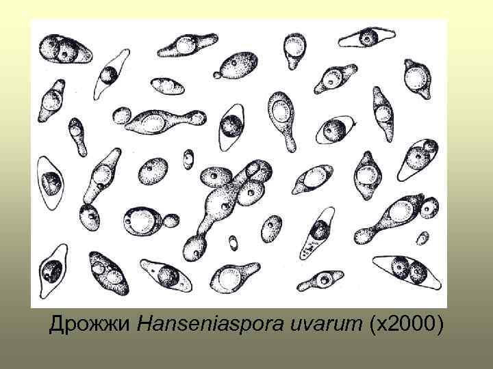 Дрожжи Hanseniaspora uvarum (x 2000) 