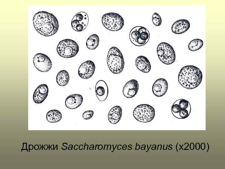 Дрожжи Saccharomyces bayanus (x 2000) 