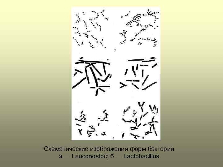 Схематические изображения форм бактерий а — Leuconostoc; б — Lactobacillus 