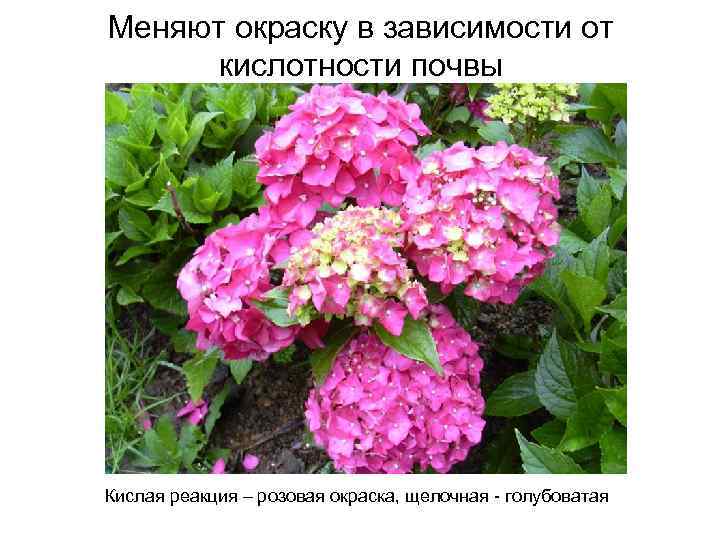 Меняют окраску в зависимости от кислотности почвы Кислая реакция – розовая окраска, щелочная -