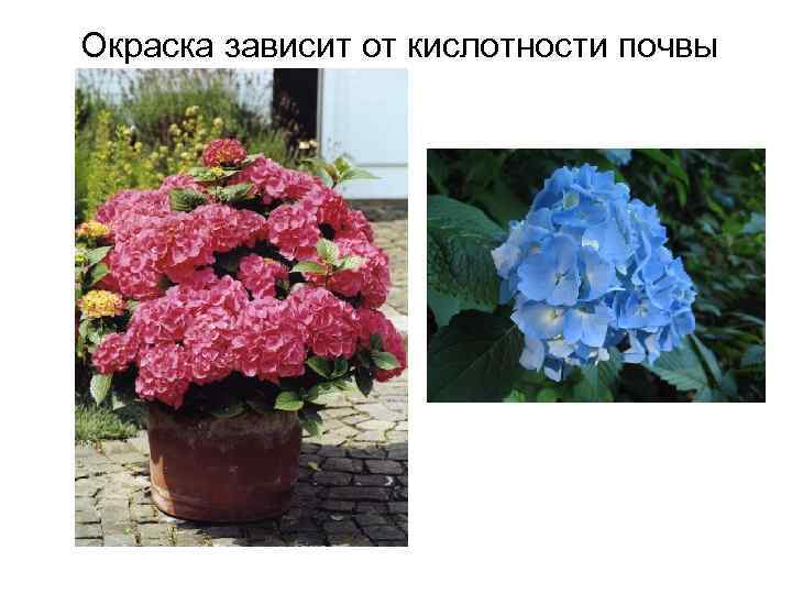 Окраска зависит от кислотности почвы 