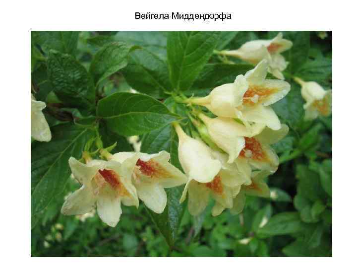 Вейгела Миддендорфа 