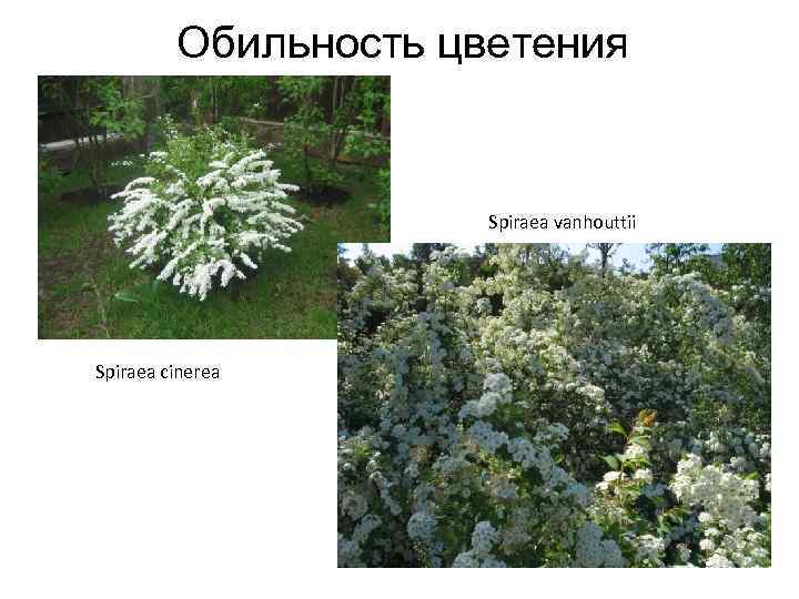 Обильность цветения Spiraea vanhouttii Spiraea cinerea 