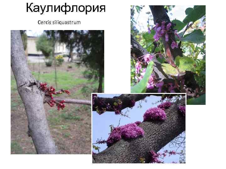 Каулифлория Cercis siliquastrum 
