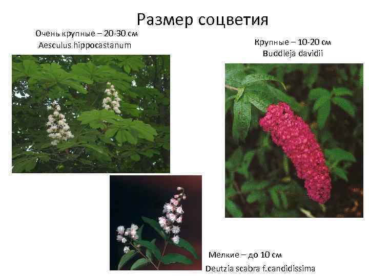 Размер соцветия Очень крупные – 20 -30 см Aesculus hippocastanum Крупные – 10 -20