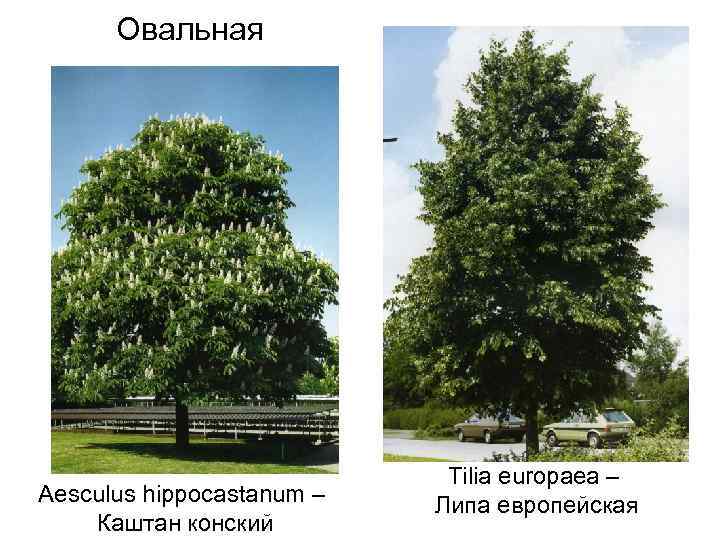 Овальная Aesculus hippocastanum – Каштан конский Tilia europaea – Липа европейская 