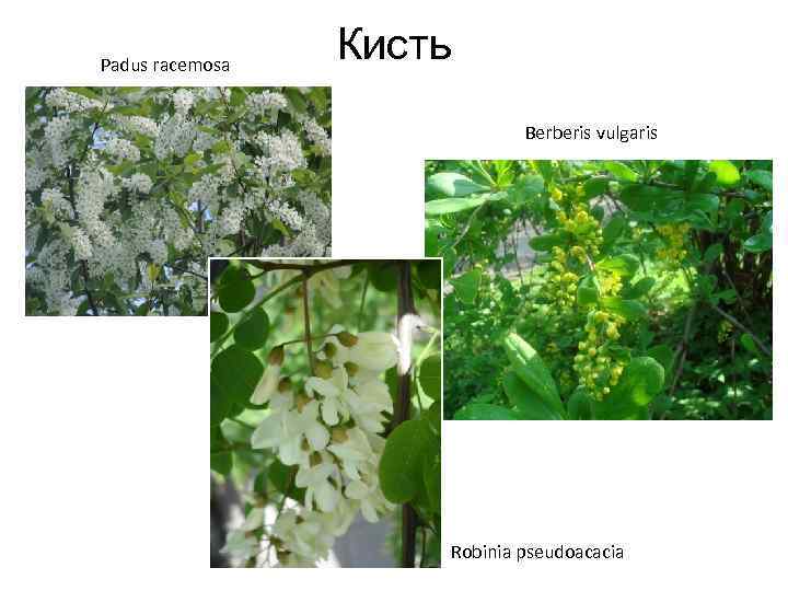 Padus racemosa Кисть Berberis vulgaris Robinia pseudoacacia 