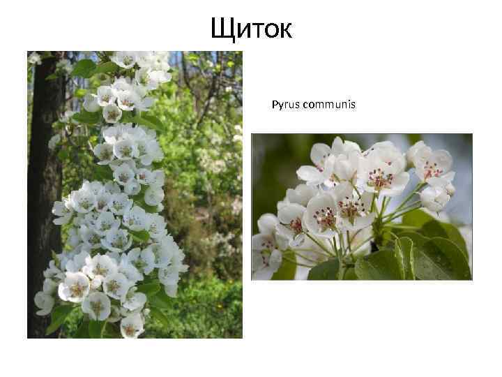 Щиток Pyrus communis 