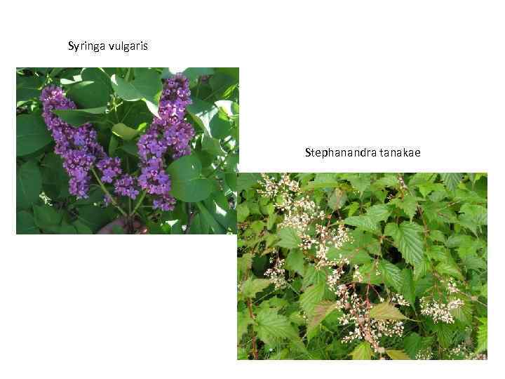 Syringa vulgaris Stephanandra tanakae 