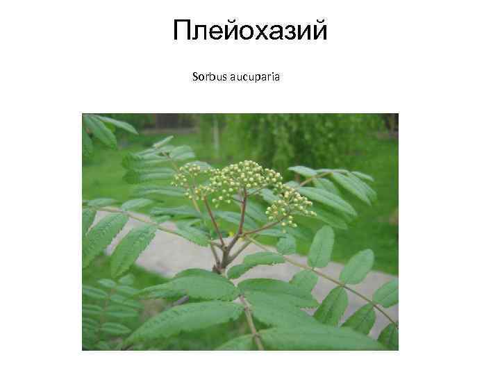 Плейохазий Sorbus aucuparia 