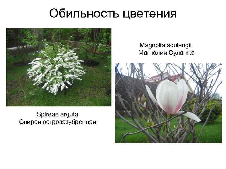 Обильность цветения Magnolia soulangii Магнолия Суланжа Spireae arguta Спирея острозазубренная 