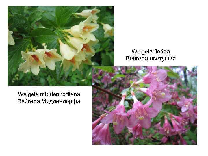 Weigela florida Вейгела цветущая Weigela middendorfiana Вейгела Миддендорфа 