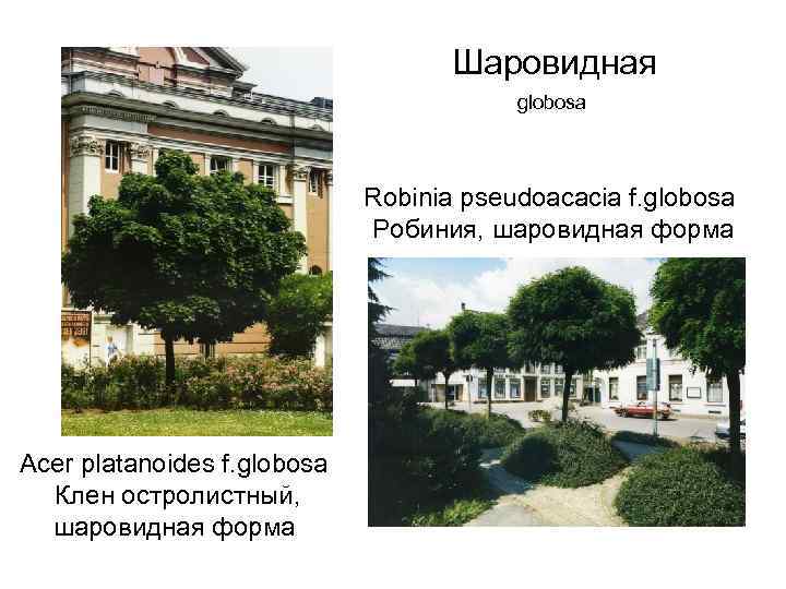 Шаровидная globosa Robinia pseudoacacia f. globosa Робиния, шаровидная форма Acer platanoides f. globosa Клен