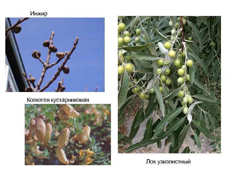 Инжир Колютея кустарниковая Лох узколистный 