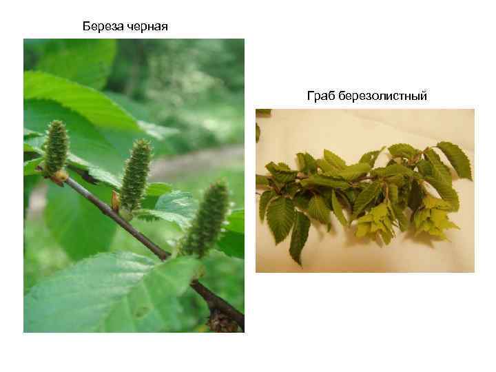 Береза черная Граб березолистный 