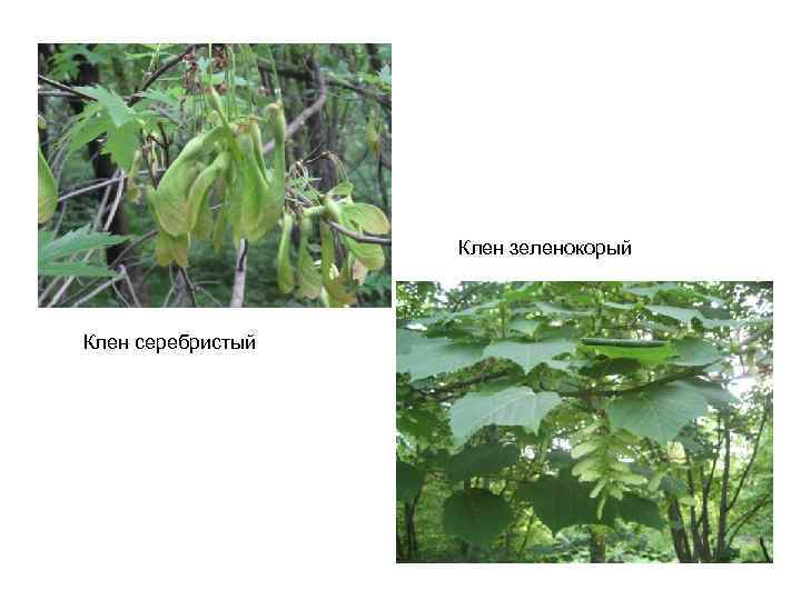 Клен зеленокорый Клен серебристый 