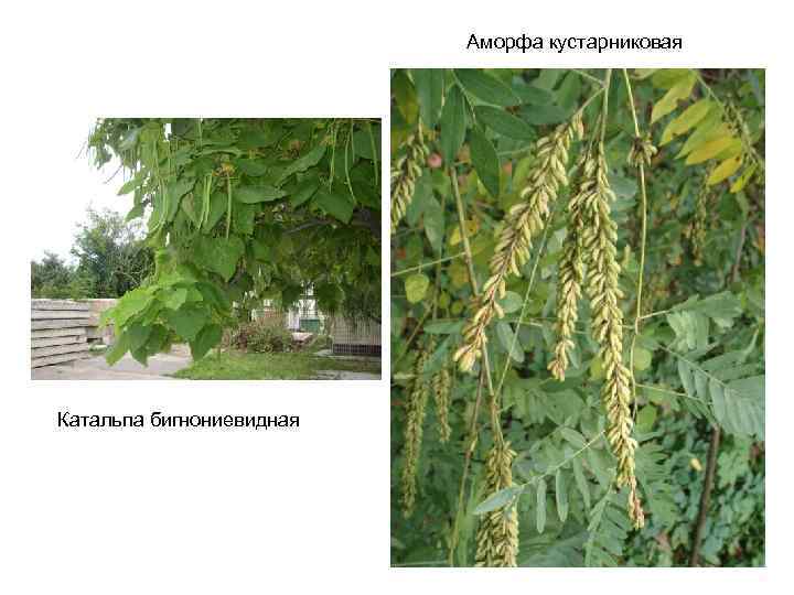 Аморфа кустарниковая Катальпа бигнониевидная 