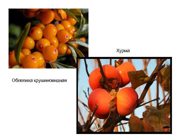 Хурма Облепиха крушиновидная 