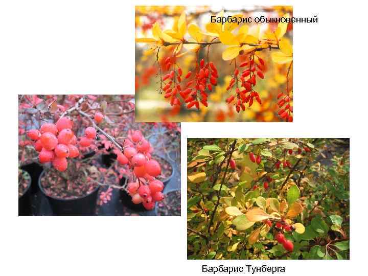 Барбарис обыкновенный Барбарис Тунберга 