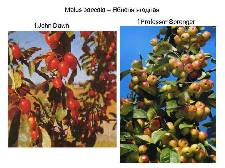 Malus baccata – Яблоня ягодная f. John Dawn f. Professor Sprenger 