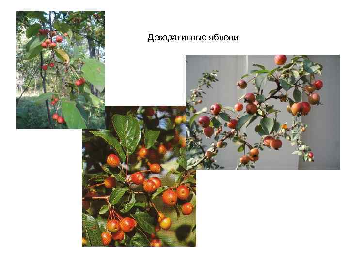 Декоративные яблони 