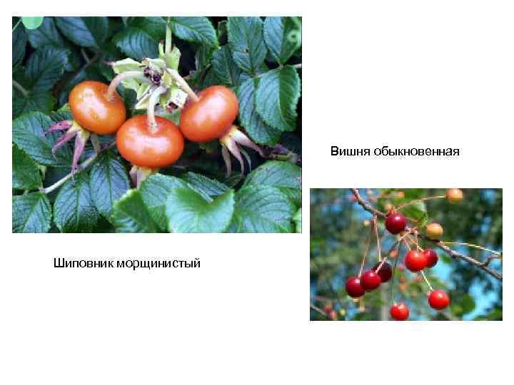 Вишня обыкновенная Шиповник морщинистый 