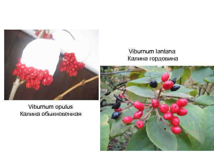 Viburnum lantana Калина гордовина Viburnum opulus Калина обыкновенная 
