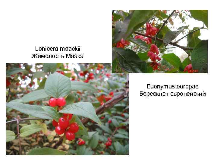 Lonicera maackii Жимолость Маака Euonymus europae Бересклет европейский 