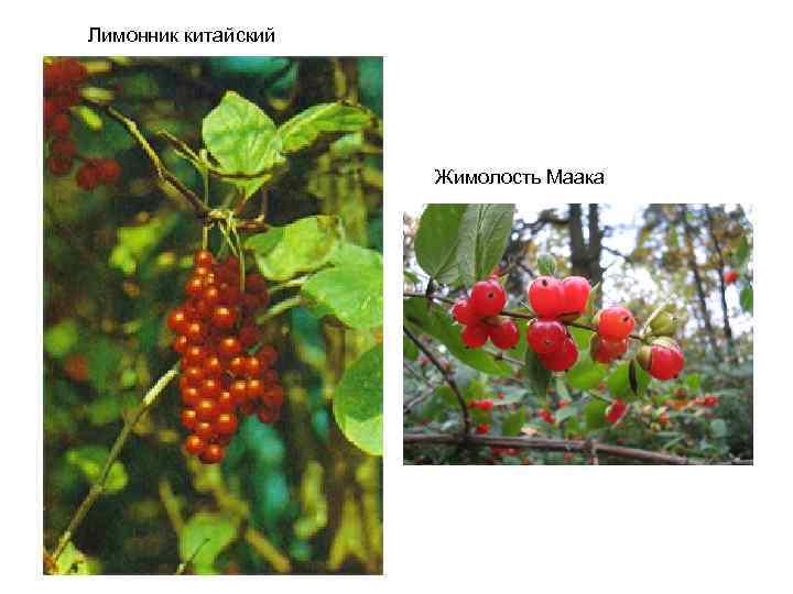 Лимонник китайский Жимолость Маака 