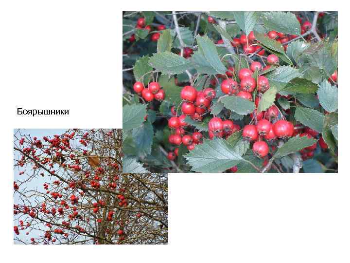 Боярышники 
