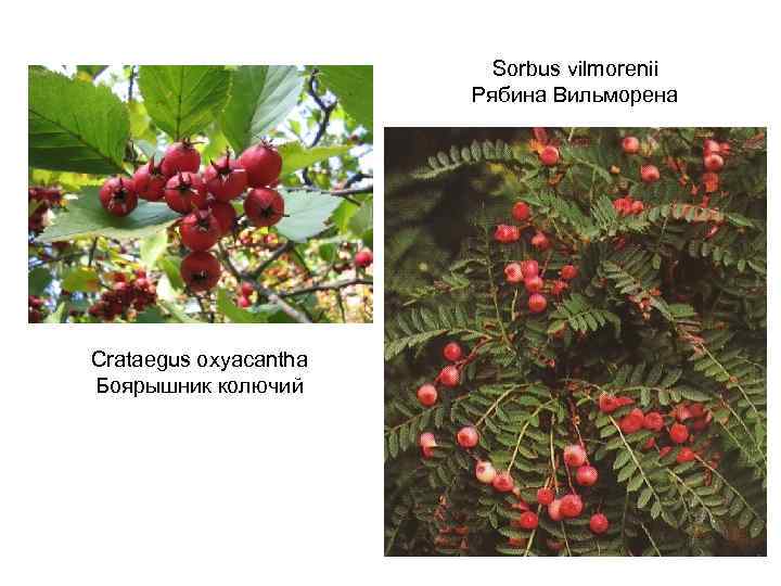 Sorbus vilmorenii Рябина Вильморена Crataegus oxyacantha Боярышник колючий 