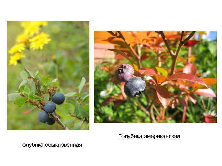 Голубика американская Голубика обыкновенная 
