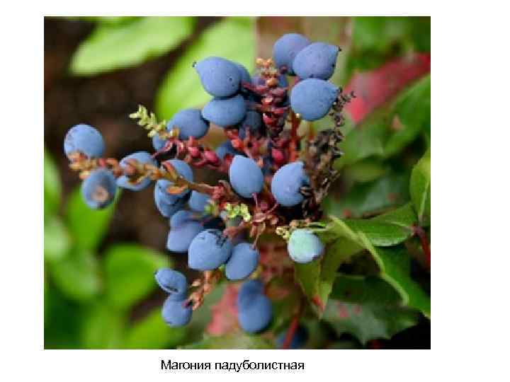 Магония падуболистная 