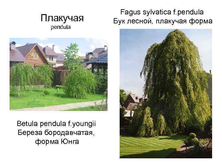 Плакучая pendula Betula pendula f. youngii Береза бородавчатая, форма Юнга Fagus sylvatica f. pendula