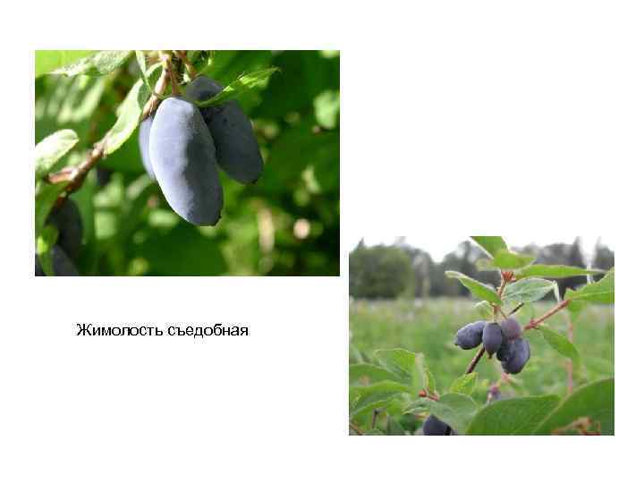 Жимолость съедобная 