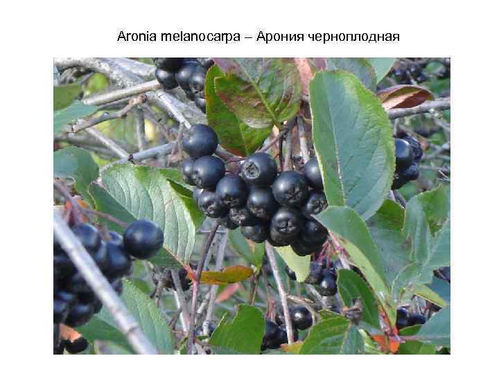 Aronia melanocarpa – Арония черноплодная 