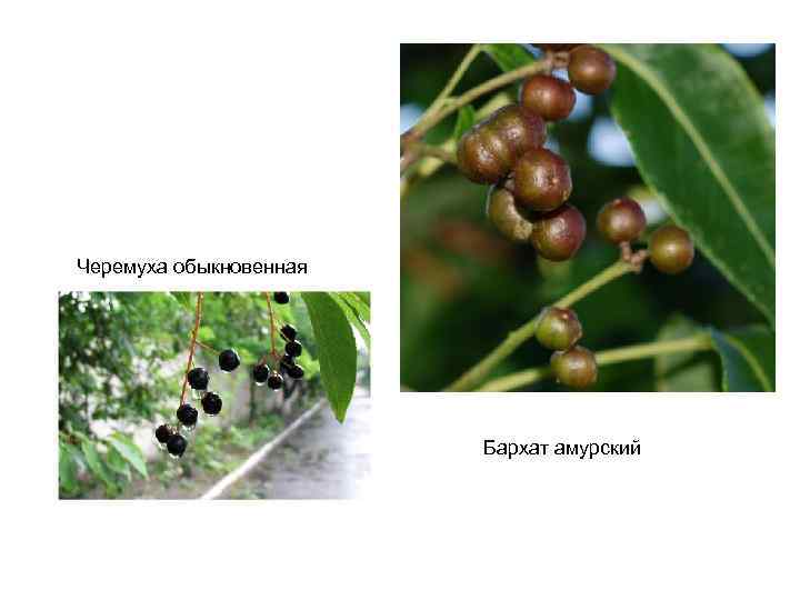 Черемуха обыкновенная Бархат амурский 