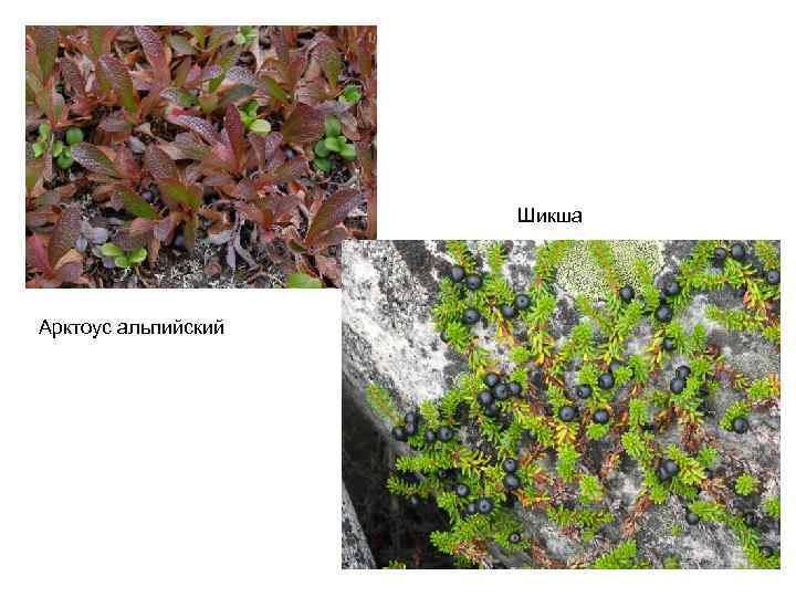 Шикша Арктоус альпийский 