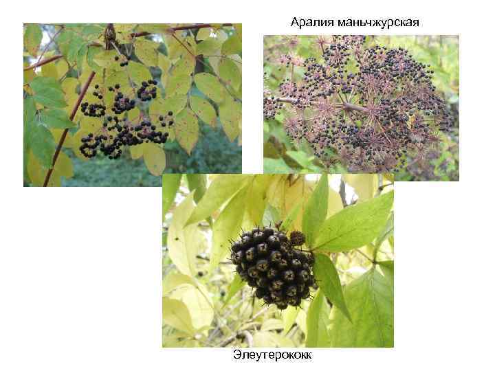 Аралия маньчжурская Элеутерококк 