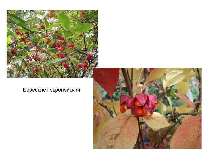 Бересклет европейский 