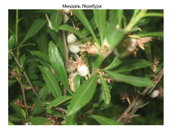 Миндаль Ледебура 