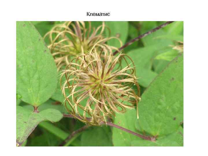 Клематис 