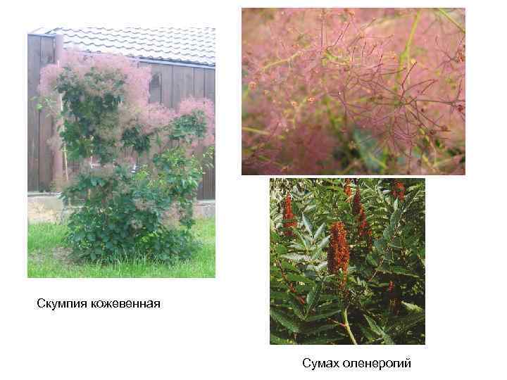 Скумпия кожевенная Сумах оленерогий 